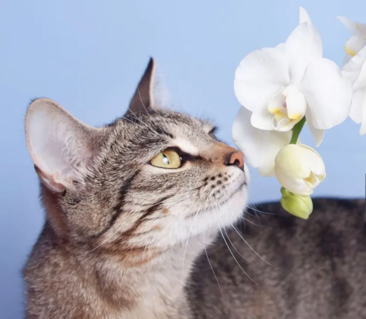 Domestic Cat, Orchid, Animal, Beauty, Blossom