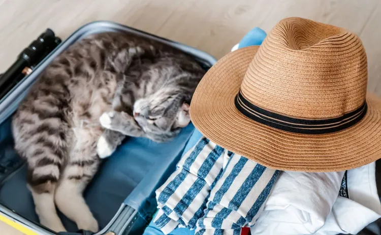 Suitcase, Domestic Cat, Making, Travel, Pets