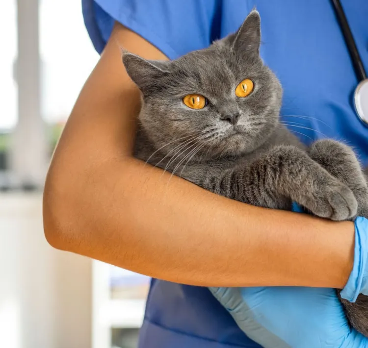 Domestic Cat, Veterinarian, Animal Hospital, Vaccination, Protective Glove