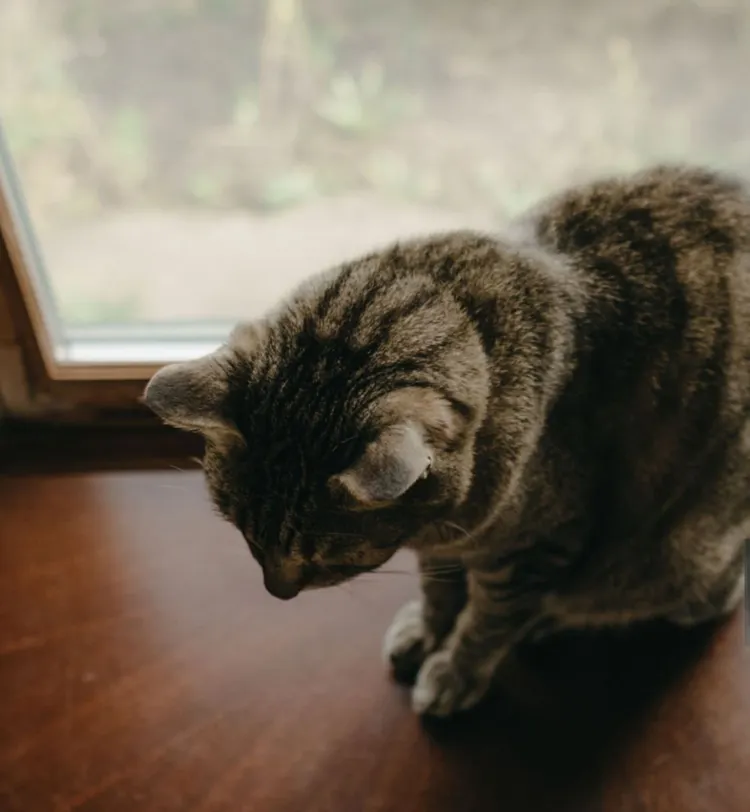 Domestic Cat, Sadness, Window, Alcove Window Seat, Animal