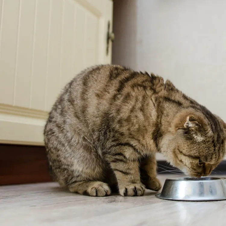 Animal, Backgrounds, Beauty, Bowl, Close-up