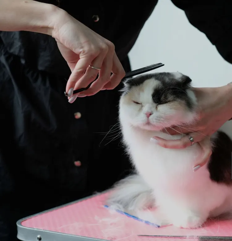 Animal Groomer, Domestic Cat, Hairdresser, Dog, Hair Salon