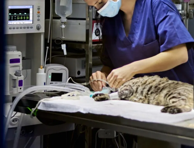 Veterinarian, Animal Hospital, Surgery, Domestic Cat, Pets