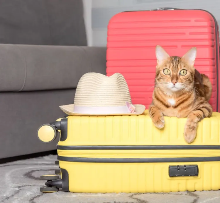 Domestic Cat, Travel, Suitcase, Vacations, Journey