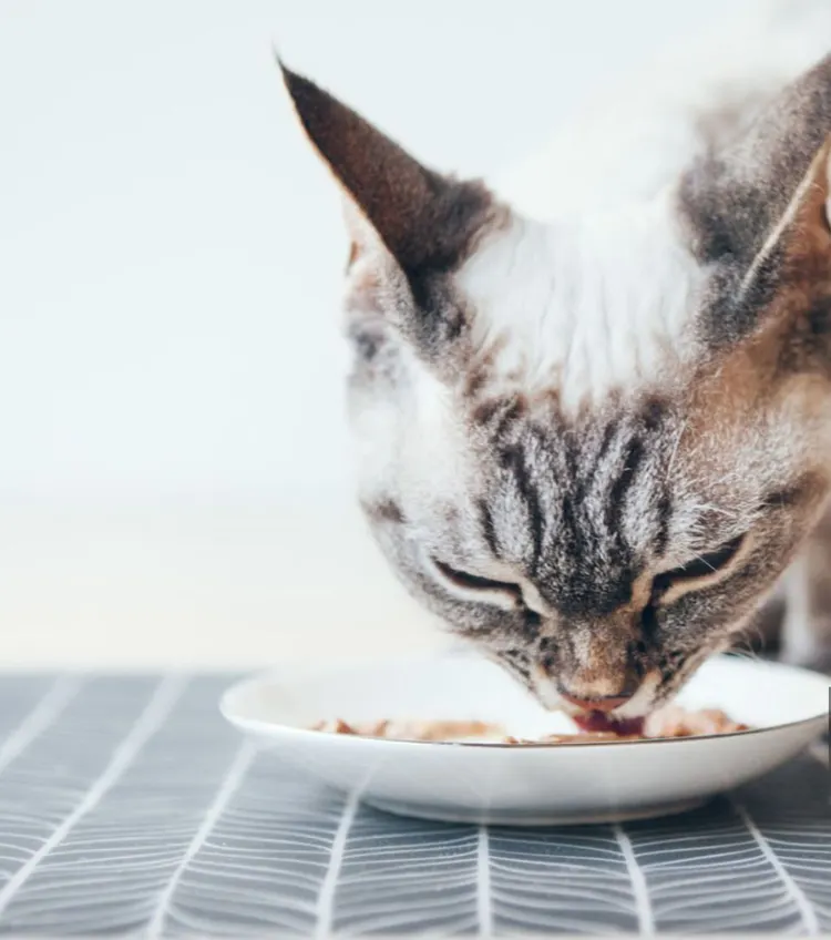 Domestic Cat, Eating, Wet, Food, Tuna - Seafood