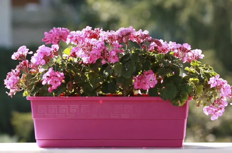 Flower, Balcony, Azalea, Flower Pot, Watering