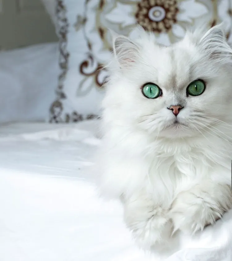 Persian Cat, White Color, Kitten, Cute, Domestic Cat