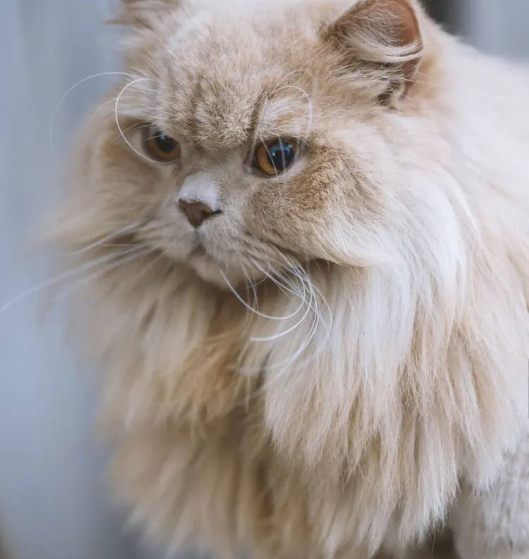 Affectionate, Animal Hair, Asking, Begging - Animal Behavior, British Longhair