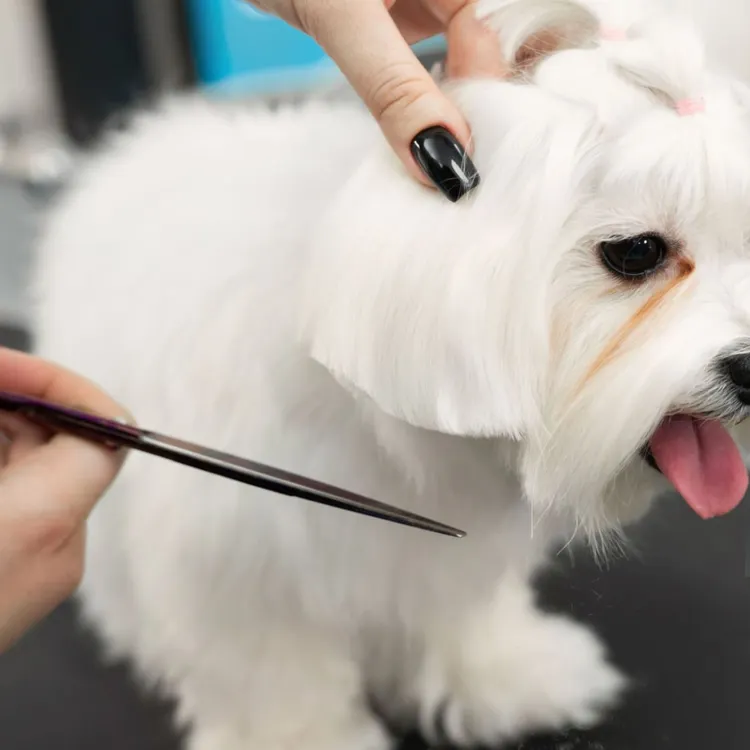 Animal, Barber, Beauty, Bichon, Brown