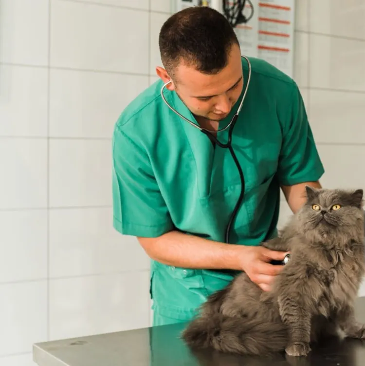 Veterinarian, Animal Hospital, Domestic Cat, Table, Persian Cat