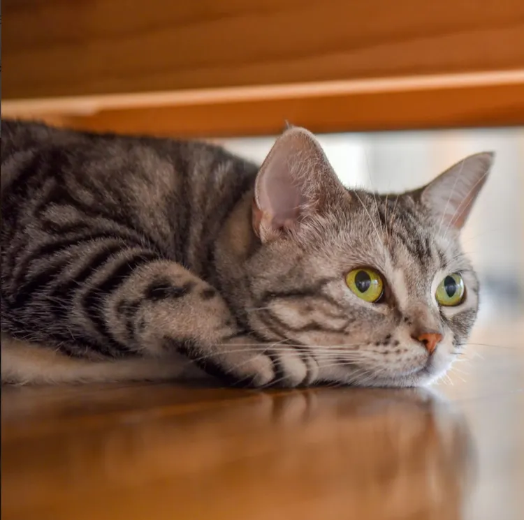 Shorthair Cat, Beauty, Black Color, Cute, Domestic Cat