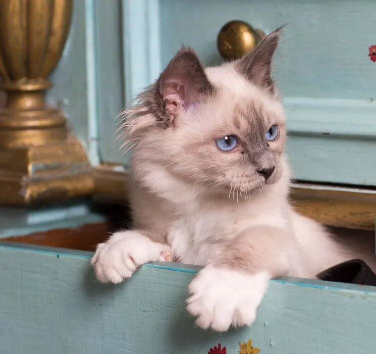 Domestic Cat, Birman, Drawer, Dresser, Cabinet