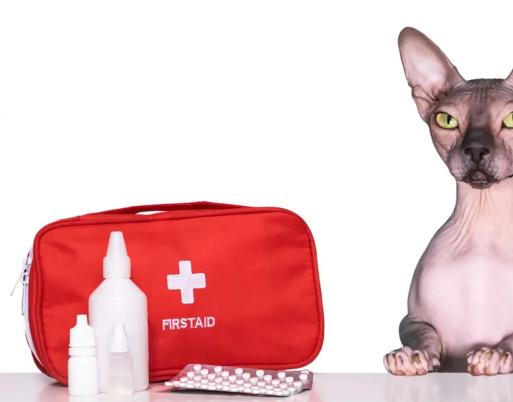 First Aid Kit, First Aid, Domestic Cat, Pets, Medicine