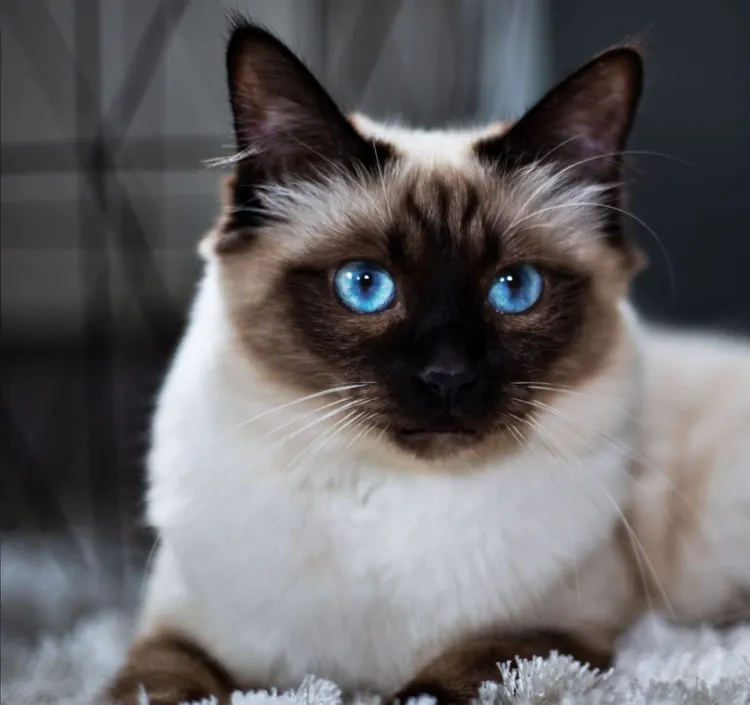 Birman, Domestic Cat, Animal, Animal Body Part, Animal Eye