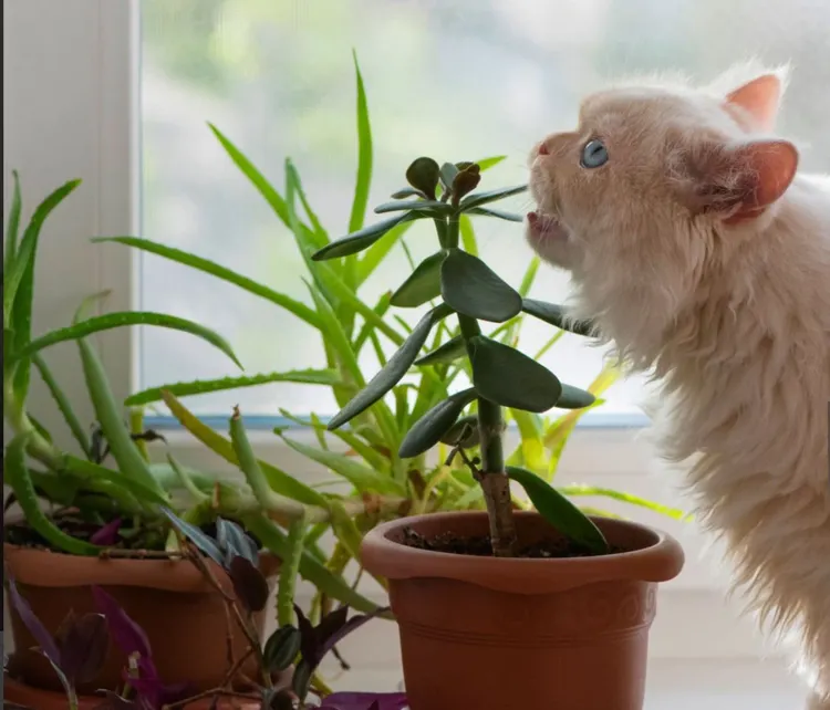 Domestic Cat, Plant, Poisonous, Pets, Eating