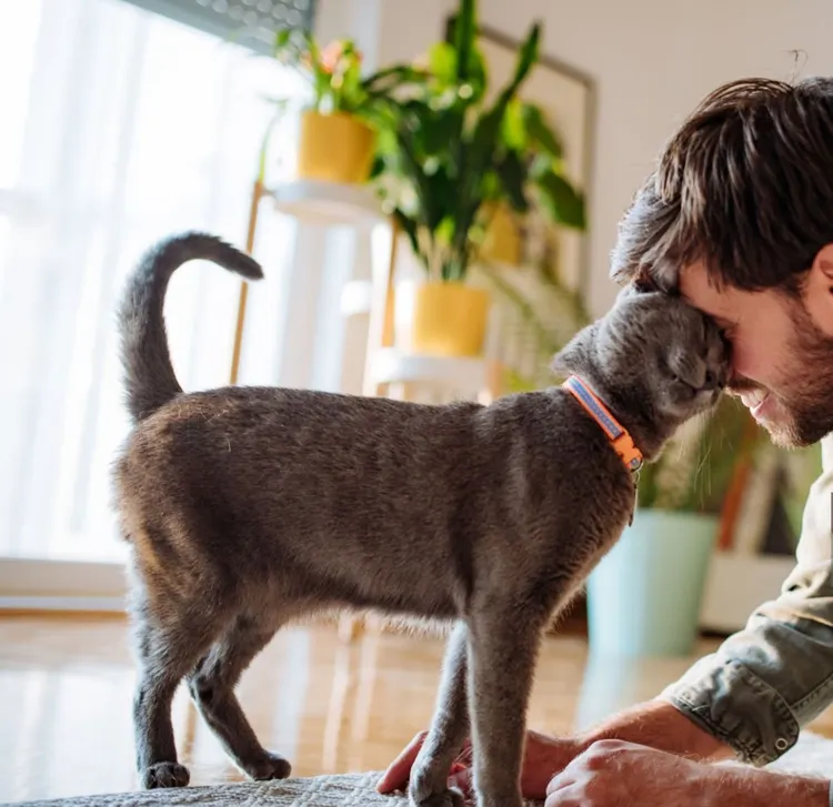 Domestic Cat, Purring, Men, People, Russian Blue Cat