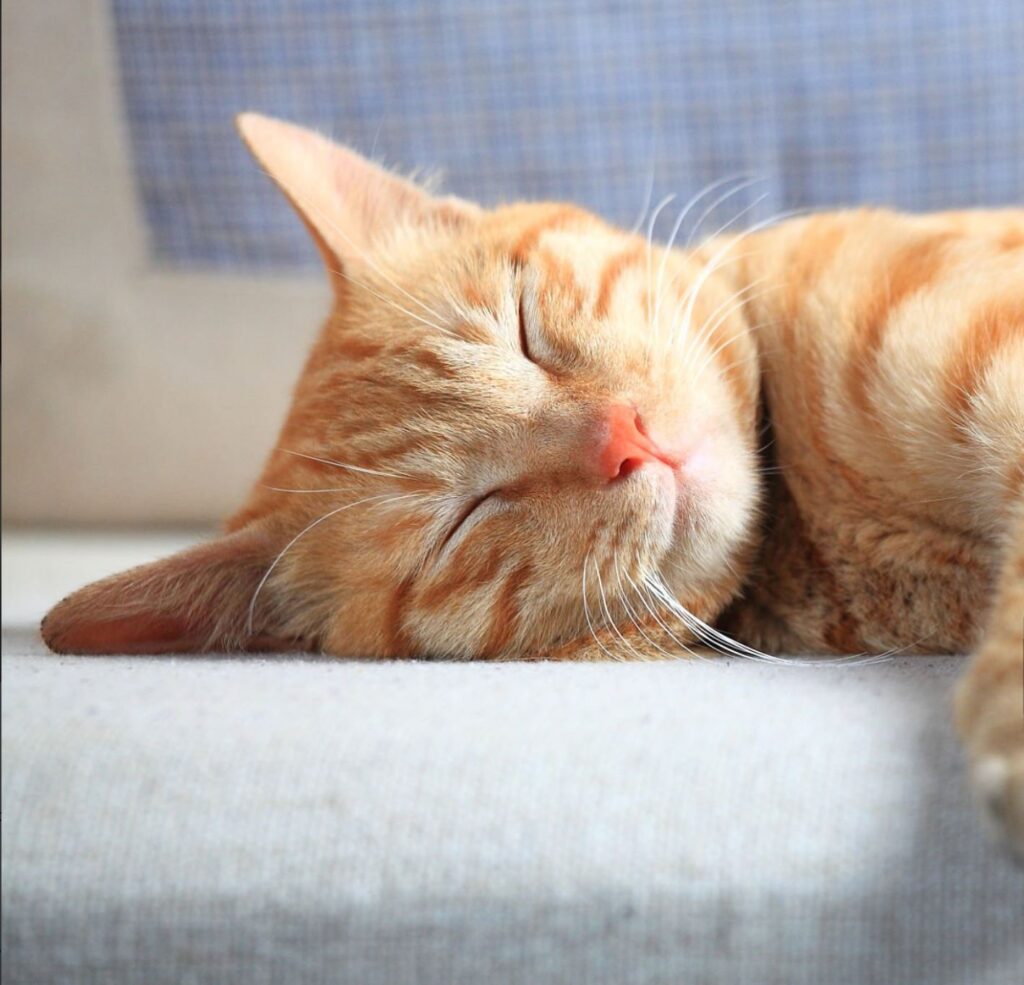 Domestic Cat, Undomesticated Cat, Sleeping, Cute, Tired