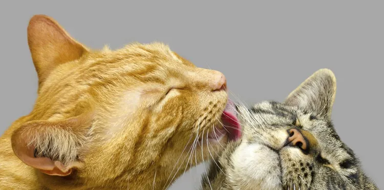 Domestic Cat, Grooming - Animal Behavior, Licking, Two Animals, Animal Mouth