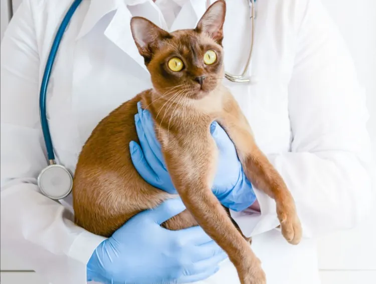 Domestic Cat, Accidents and Disasters, Animal, Animal Hospital, Animal Testing
