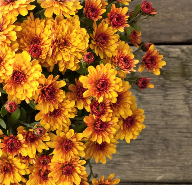 Chrysanthemum, Flower, Autumn, Flower Head, Bouquet